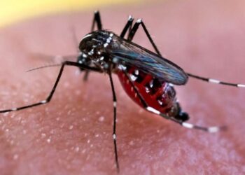 Pica pica: los mosquitos prefieren a los humanos