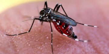Pica pica: los mosquitos prefieren a los humanos