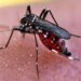 Pica pica: los mosquitos prefieren a los humanos
