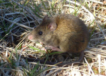 Crece la preocupación por el hantavirus en provincia de Buenos Aires: ya murieron siete personas
