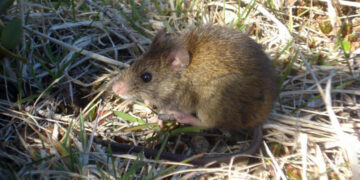 Crece la preocupación por el hantavirus en provincia de Buenos Aires: ya murieron siete personas