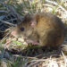 Crece la preocupación por el hantavirus en provincia de Buenos Aires: ya murieron siete personas
