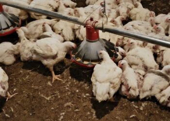 Ni la avícola más grande del país se salva: Granja Tres Arroyos pierde con el modelo de Milei