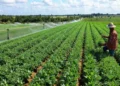 El gobierno autorizó 111 compras de tierras rurales por parte de extranjeros durante la gestión de Milei