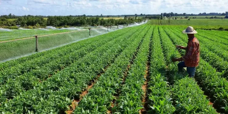 El gobierno autorizó 111 compras de tierras rurales por parte de extranjeros durante la gestión de Milei