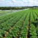 El gobierno autorizó 111 compras de tierras rurales por parte de extranjeros durante la gestión de Milei